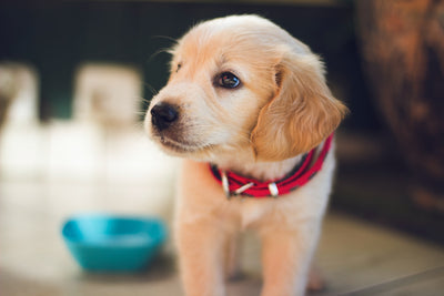 How to Raise a Dog Naturally