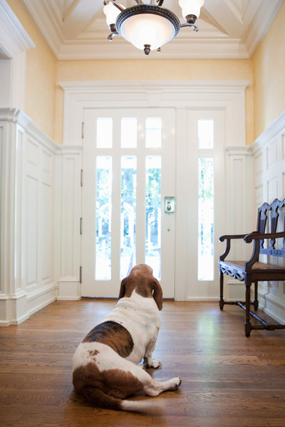 Is Your Home Dangerous To You Pet?